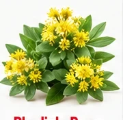 Rhodiola Root ingredient illustration